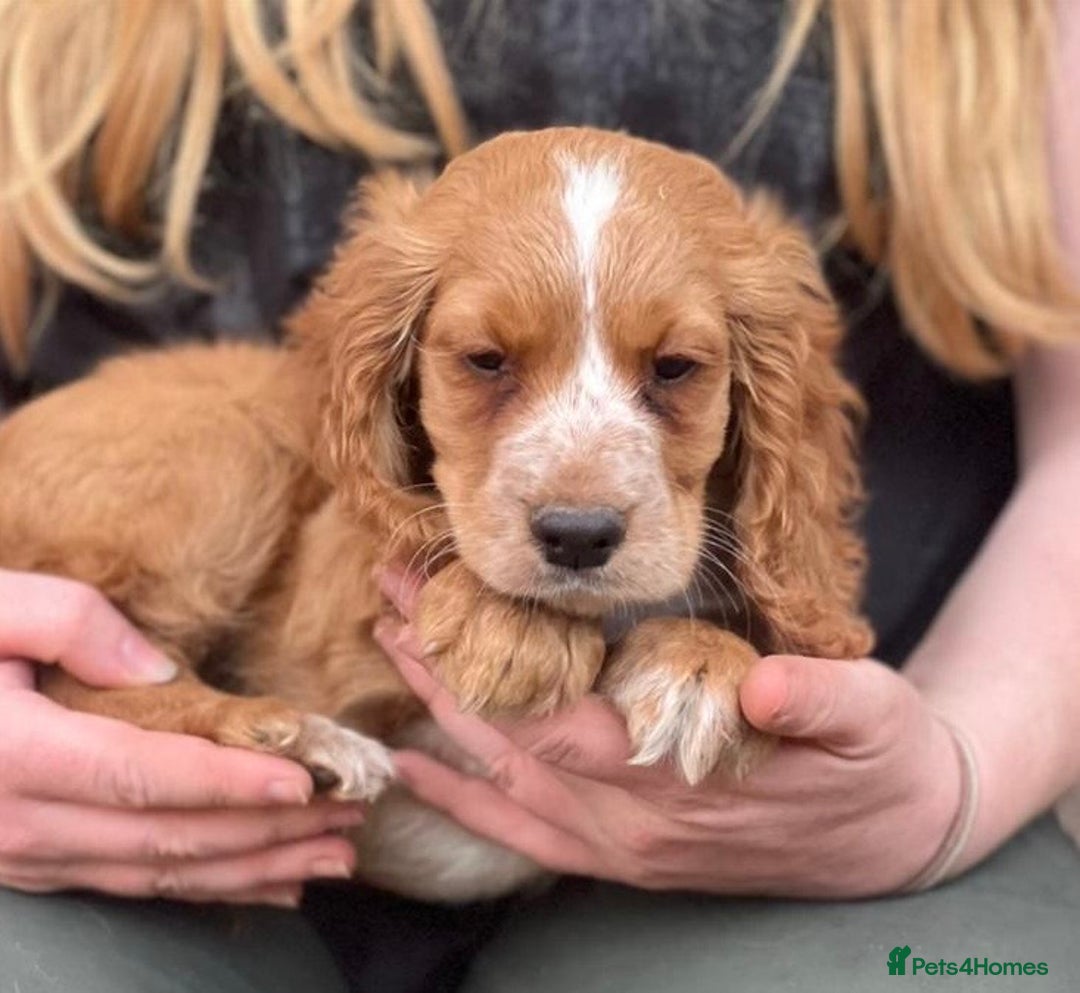 Cocker Spaniel dogs for sale: Beautiful cocker spaniel puppies  - Image 5