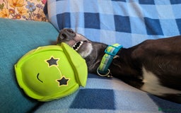 Greyhound dogs for sale: Sprout, neutered male Greyhound ******  - Image 2