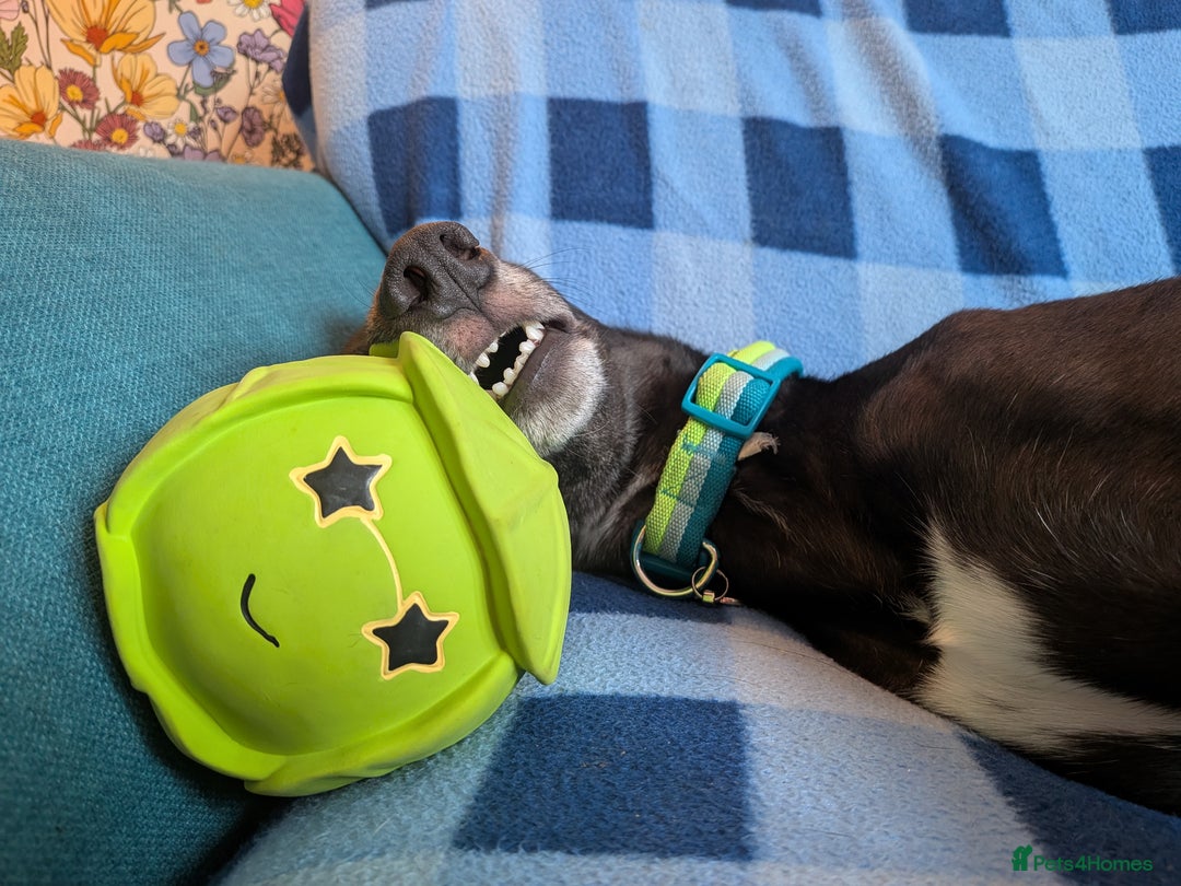 Greyhound dogs for sale: Sprout, neutered male Greyhound ******  - Image 2