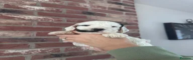 Cockapoo 8