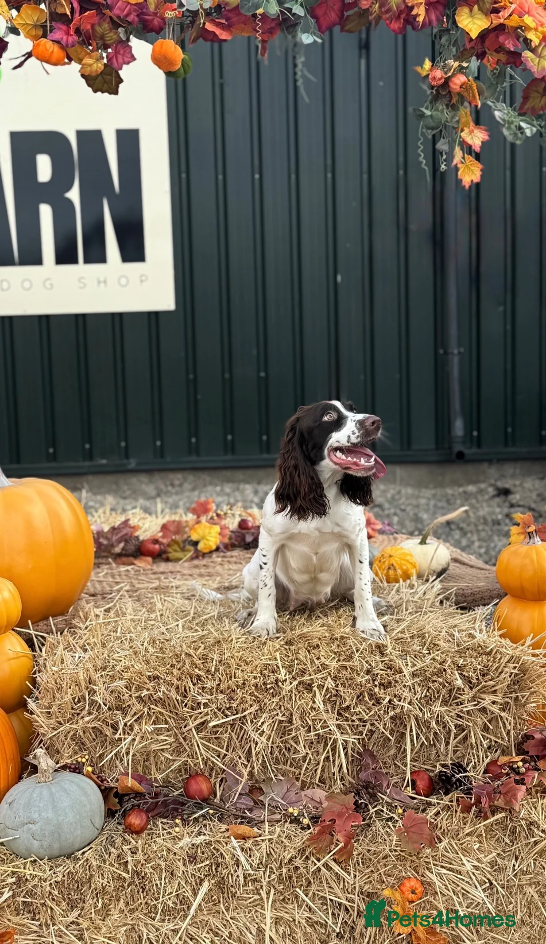 English Springer Spaniel dogs for sale: Female Springer Spaniel - Advert 4