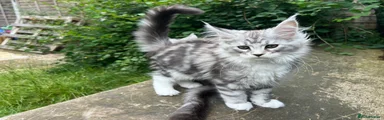Maine Coon 4 Purple Collar