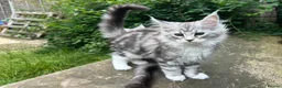Maine Coon cats for sale: Adorable Maine Coon Kittens - Advert 12