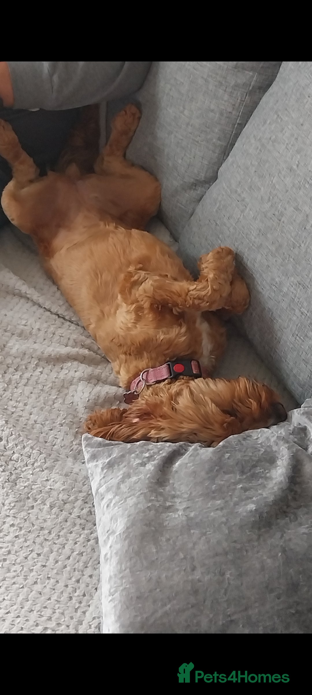 Cockapoo dogs for sale: Lovely cockapoo 1 and half year old - Image 2