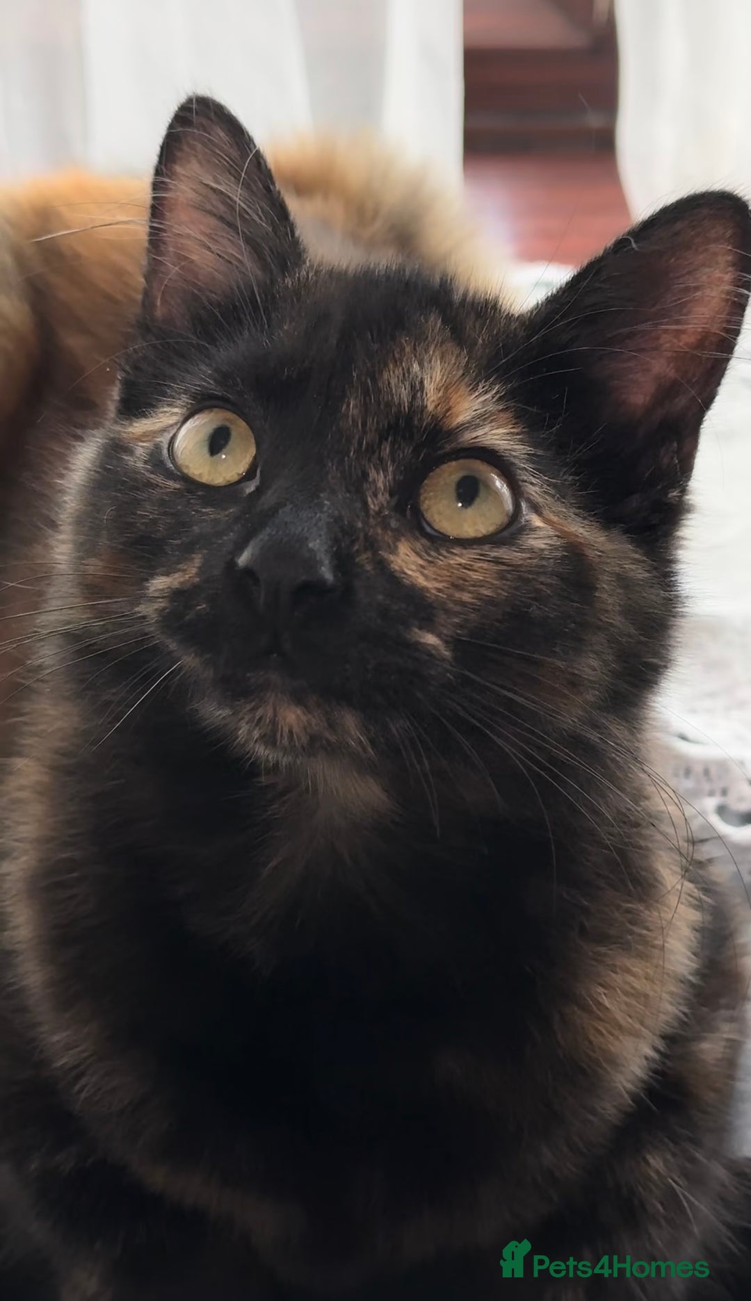 Mixed Breed cats for sale: Beautiful Kittens – One Grey Boy & Two girls - Image 3