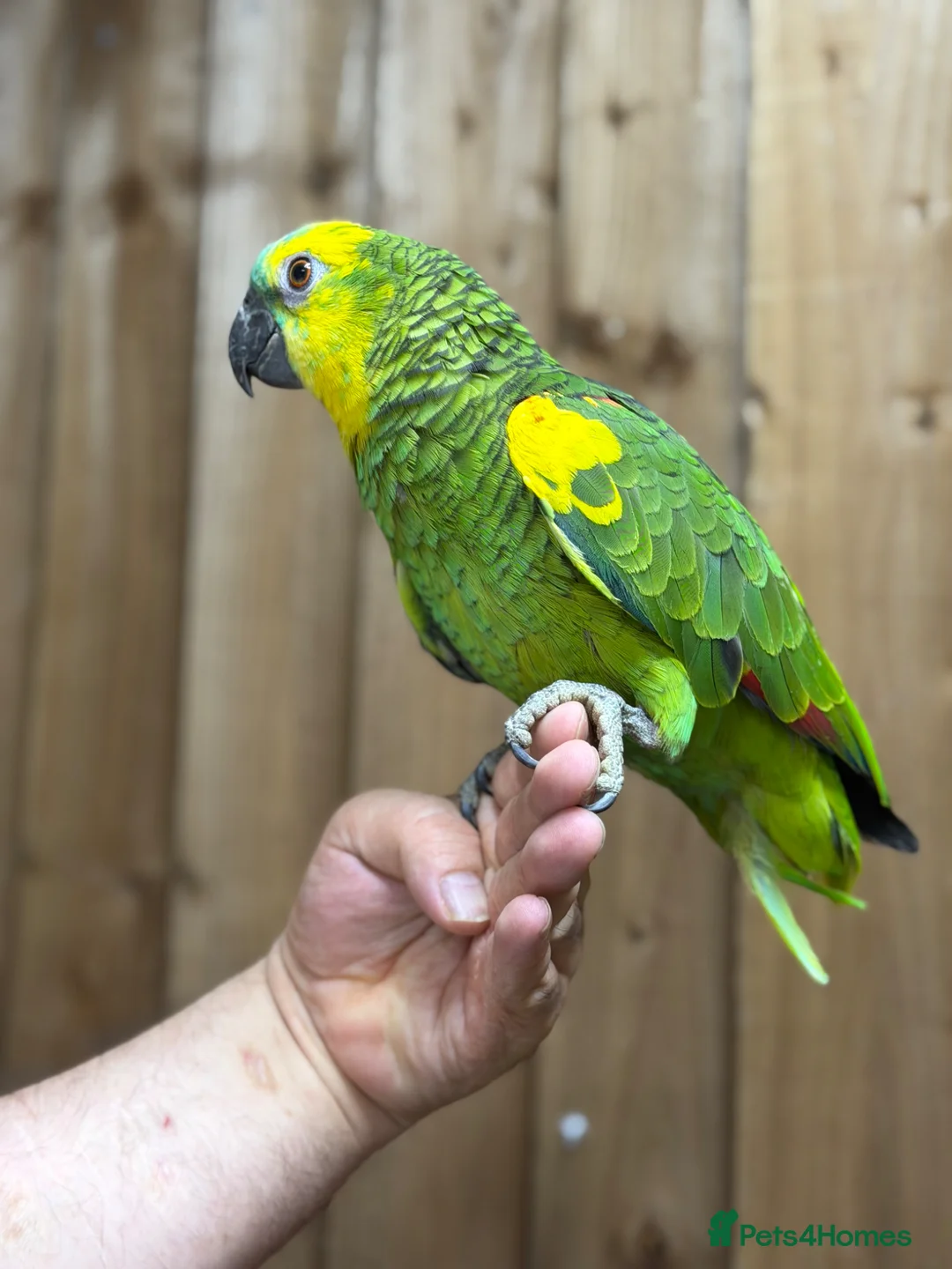 Parrots birds for sale: Blue front Amazon  - Advert 1