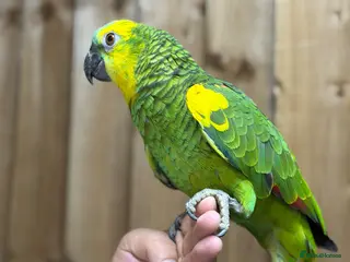 Parrots birds Blue front Amazon - Advert 2