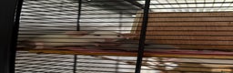 Rat rodents for sale: 4 female dumbo rats + entire setup - Advert 6