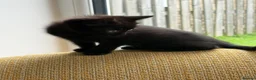 Mixed Breed cats for sale: 7 beautiful kittens ready from a loving home in Huddersfield - Advert 24