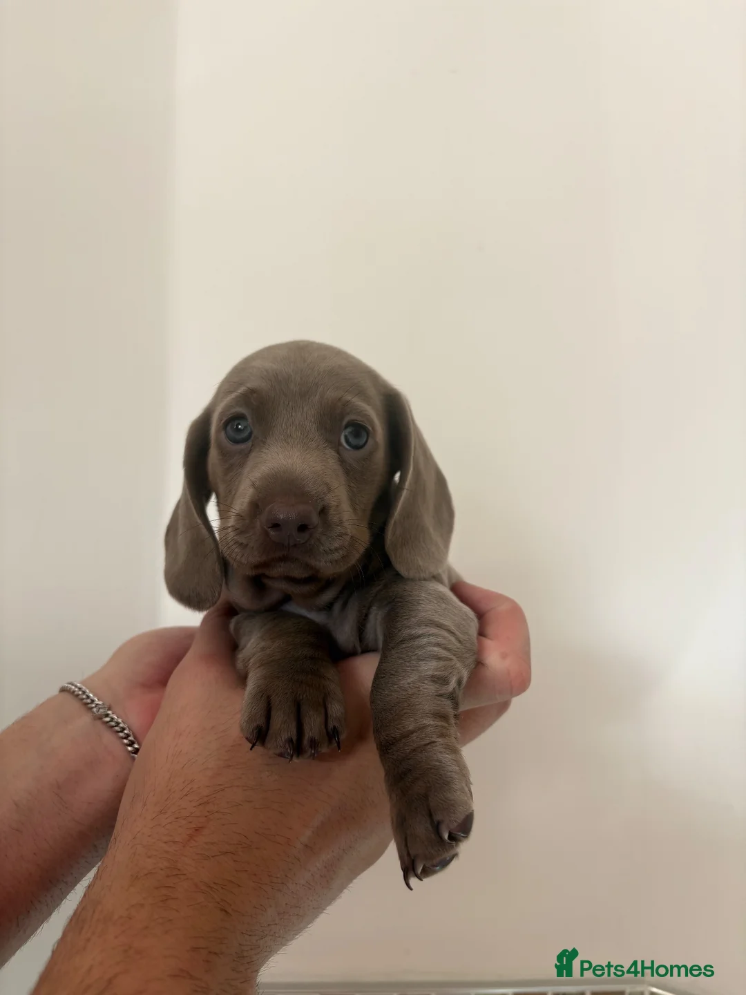 Dachshund dogs for sale: 1 Dachsund left! Ready to leave  - Advert 2