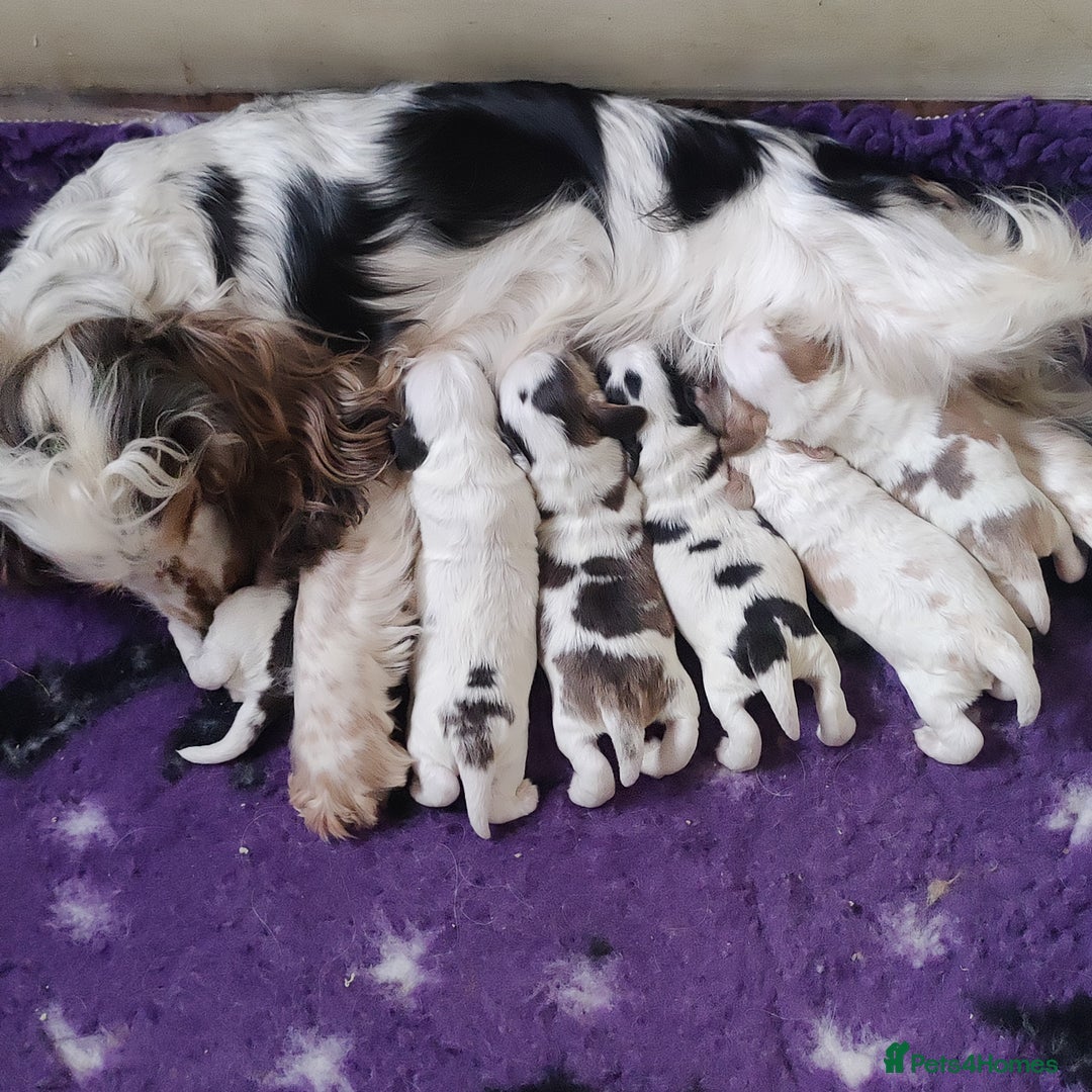 Cocker Spaniel dogs for sale: KC Registered Show Type Cocker Spaniels  - Advert 6