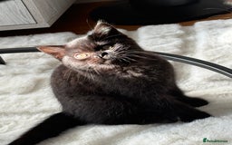 British Shorthair cats for sale: Fluffy Chocolate British Shorthair Kittens 🐾 - Image 1
