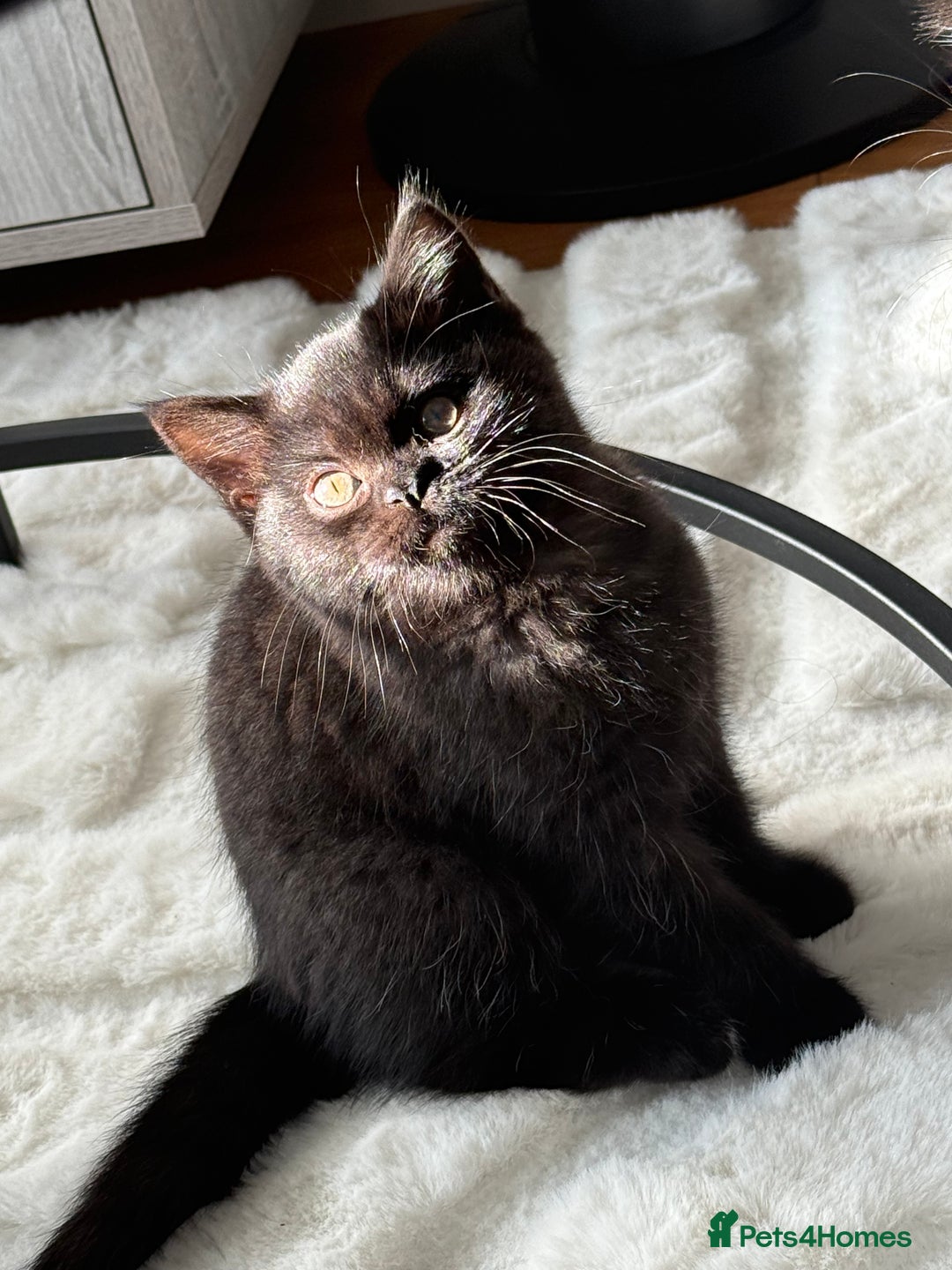 British Shorthair cats for sale: Fluffy Chocolate British Shorthair Kittens 🐾 - Image 1