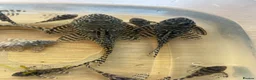 Plecos fish for sale: Large amount of L333 Plecos. 1”-4” - Advert 2
