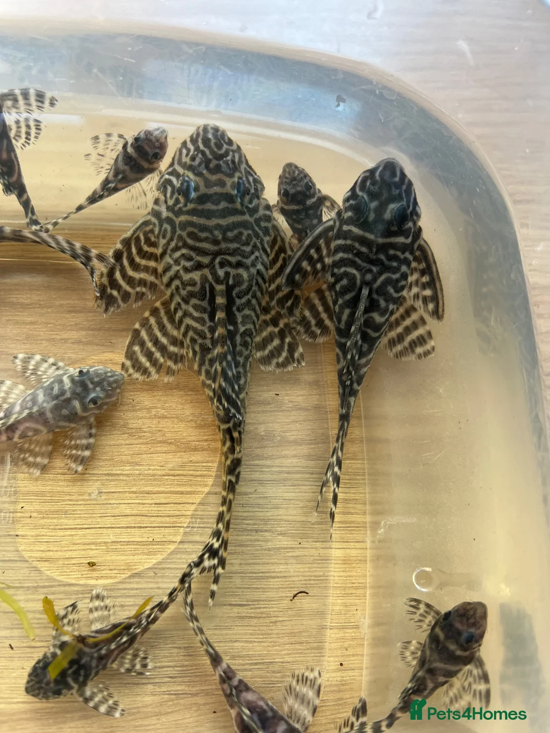 Plecos fish for sale: Large amount of L333 Plecos. 1”-4” - Advert 2