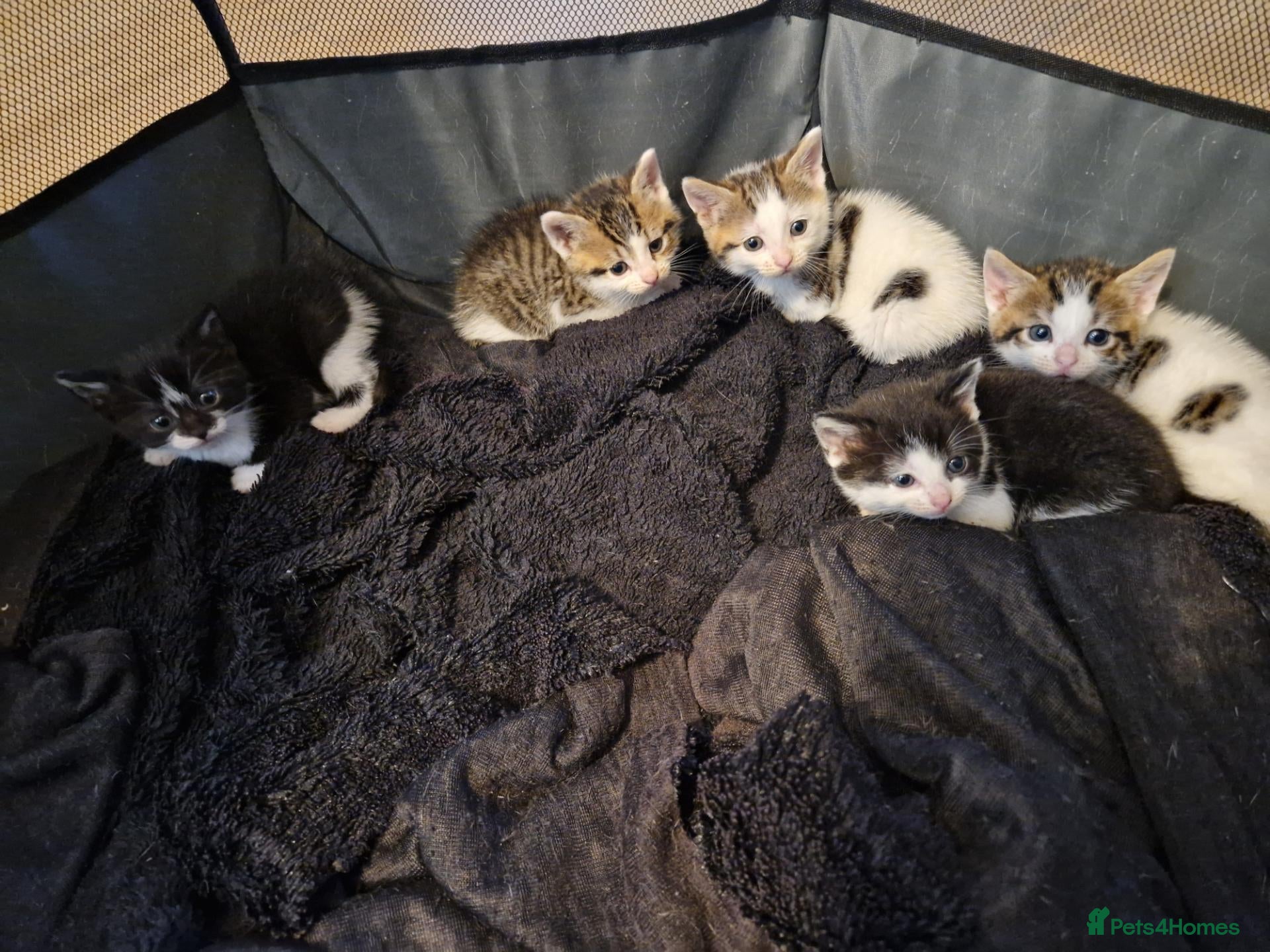 Mixed Breed cats Kittens ready for homes, tabby, white, black - Advert 3