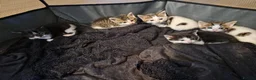 Mixed Breed cats for sale: Kittens ready for homes, tabby, white, black - Advert 1