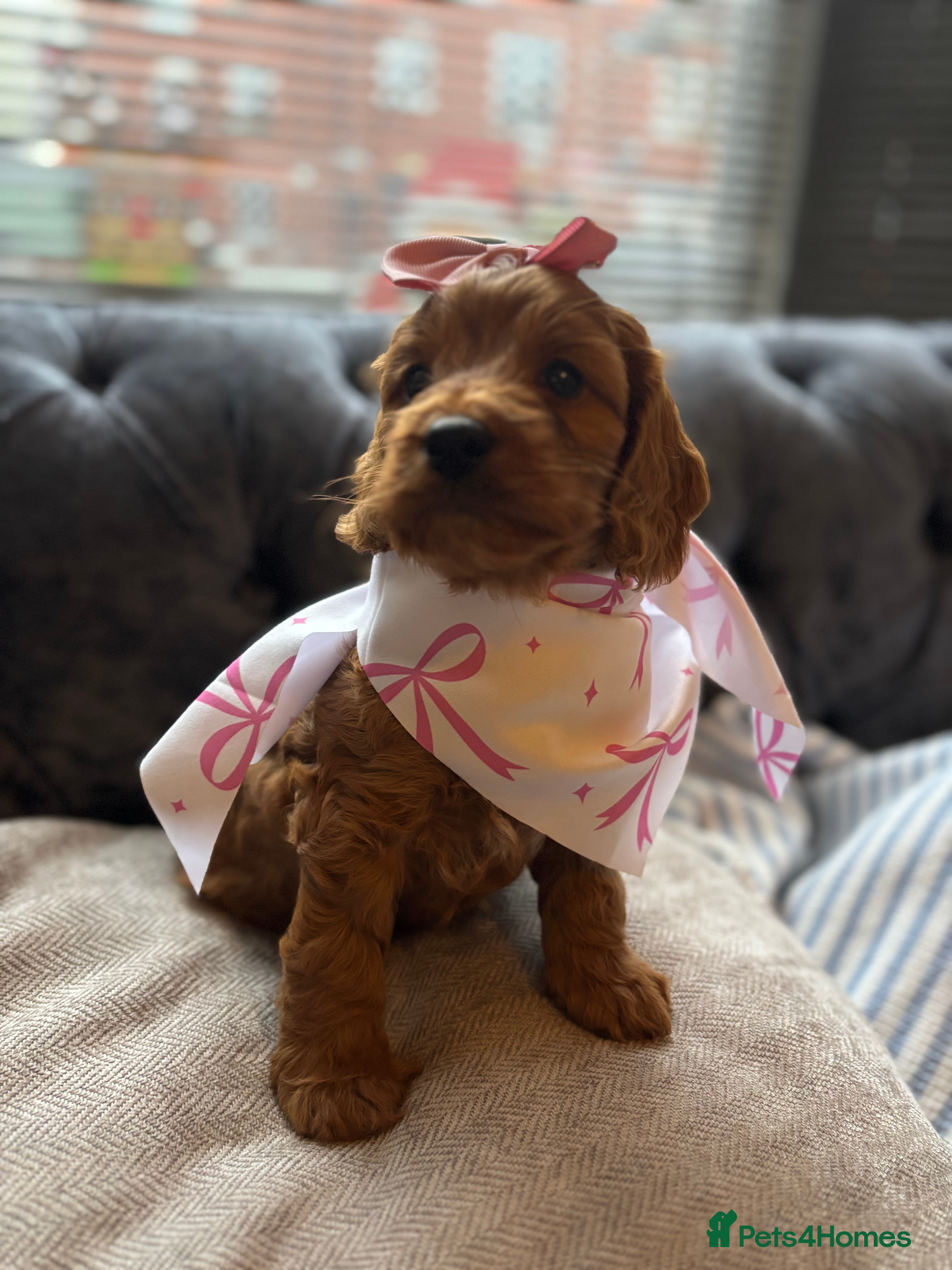 Cockapoo dogs Red stunning F1b Cockapoo pups  😍 - Advert 1