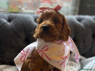 Cockapoo dogs Red stunning F1b Cockapoo pups 😍 - Advert 1