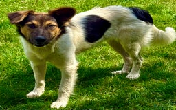 Border Collie dogs for adoption: Gwenny’s Story: One Hour From Death - Image 6