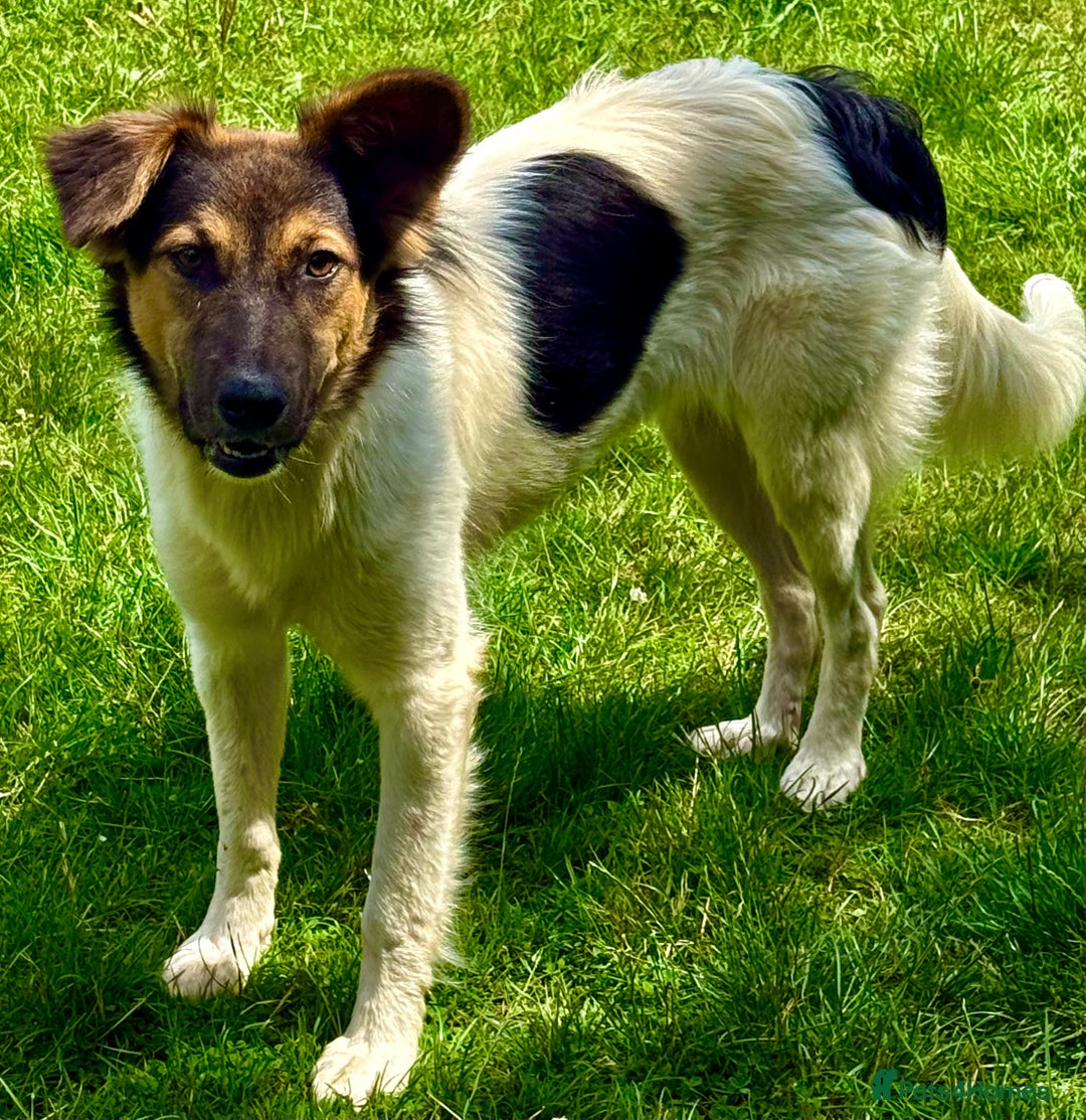 Border Collie dogs for adoption: Gwenny’s Story: One Hour From Death - Image 6