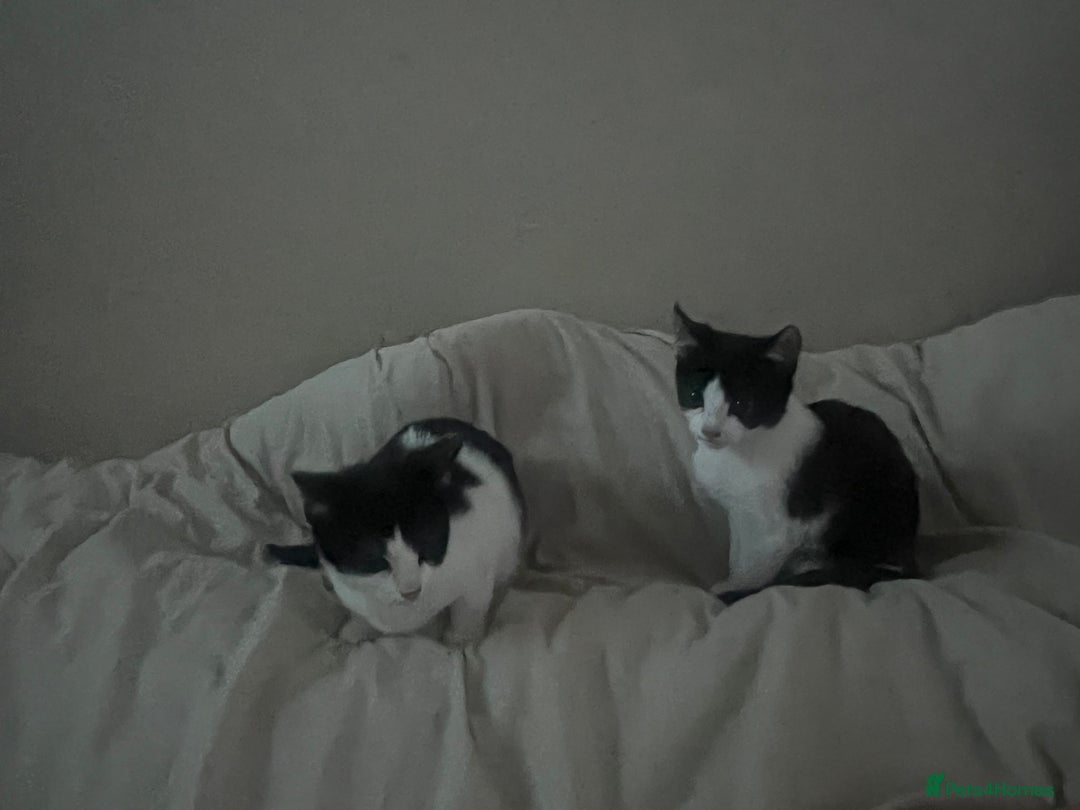 Mixed Breed cats for sale: Playful Adolescent Kittens  🐾 - Advert 5