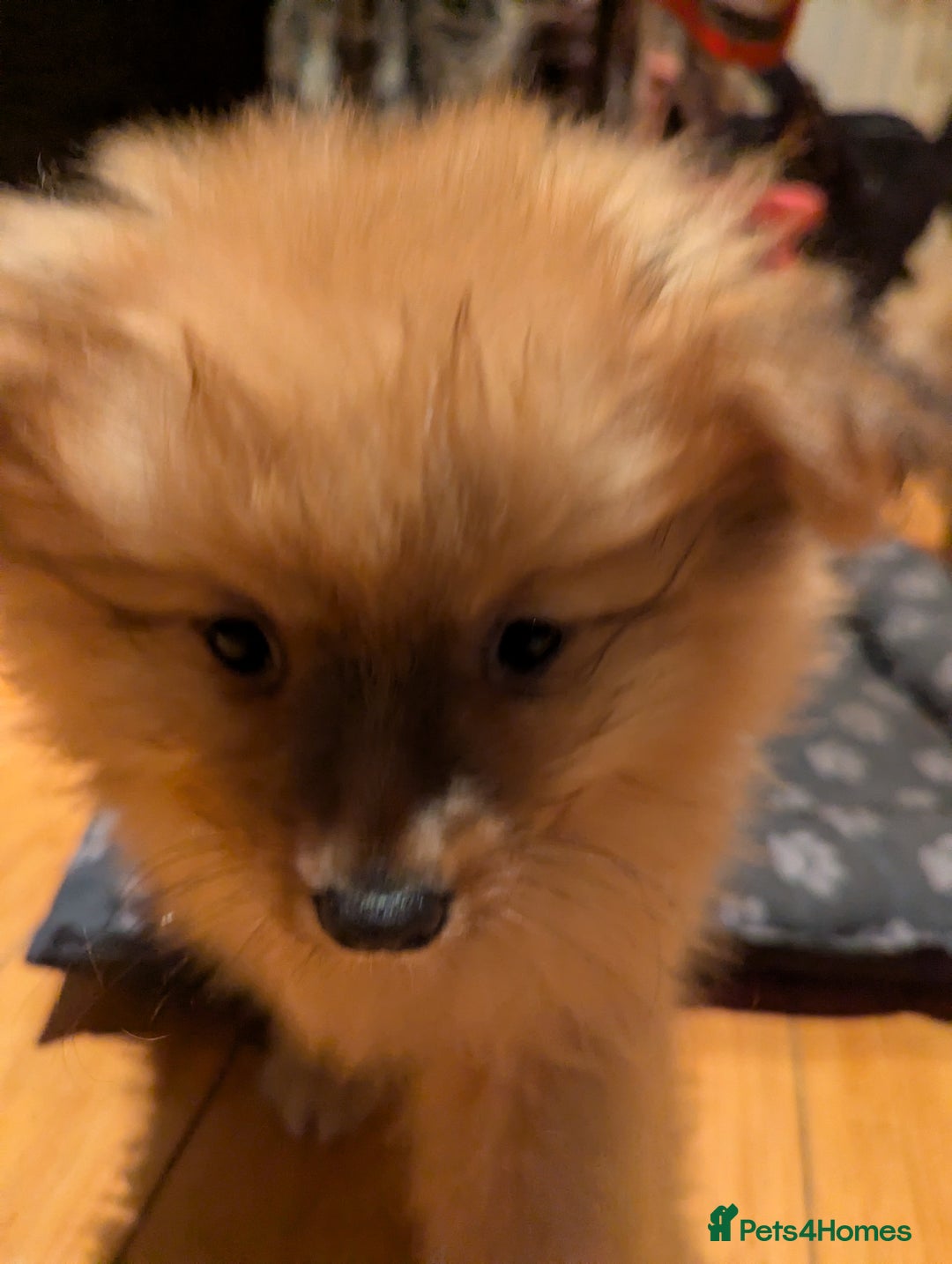 Pomeranian dogs for sale: 2 LEFT!! Purebred Cute fluffy Pomeranian Puppies! - Image 21