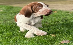 Bracco Italiano dogs for sale: This sweet boy is available  - Advert 7