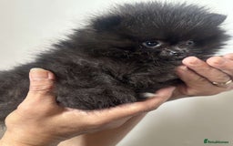 Pomeranian dogs for sale: Beautiful ** Pomeranians - Image 2