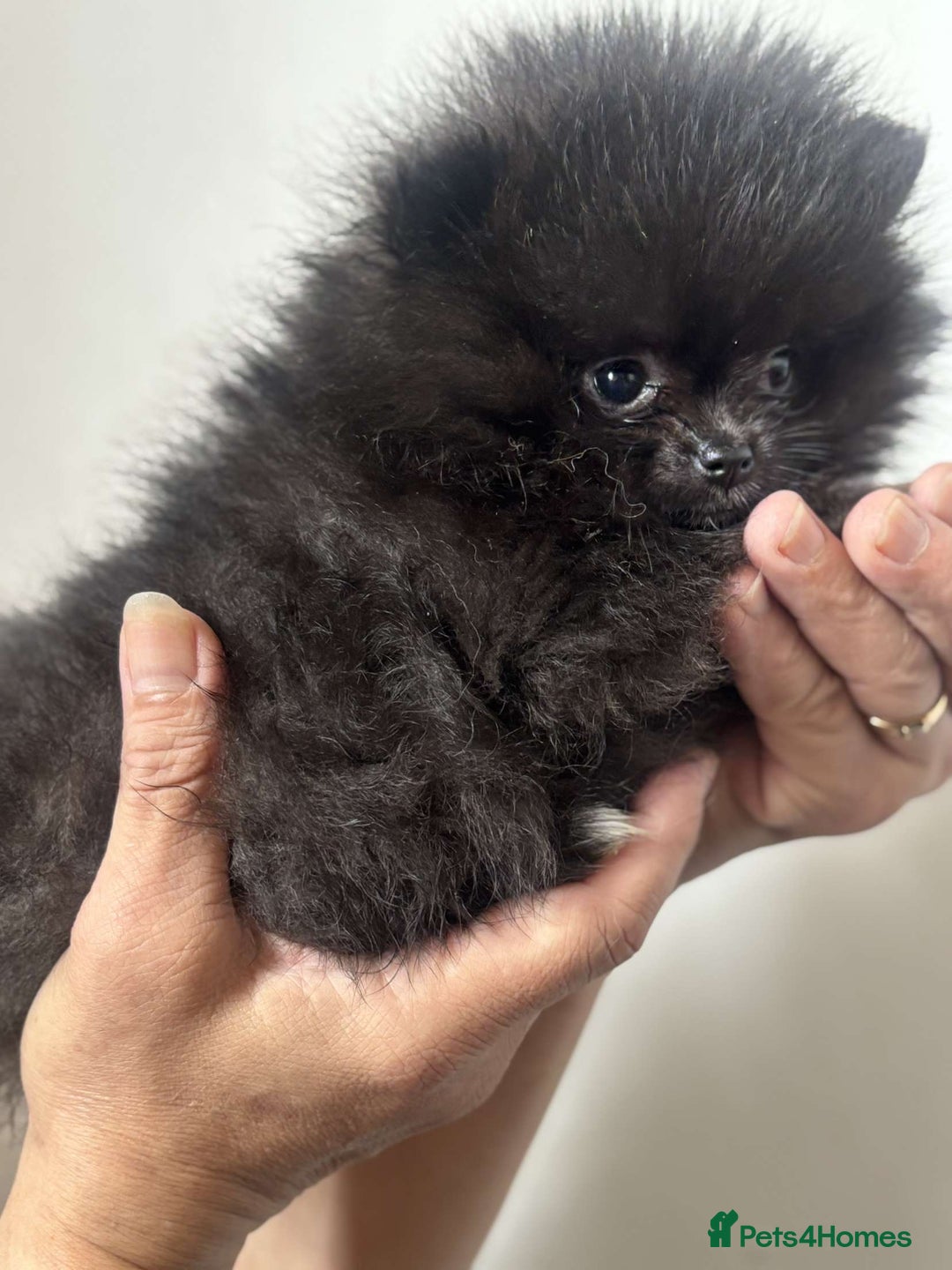 Pomeranian dogs for sale: Beautiful ** Pomeranians - Image 2