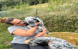 English Setter dogs for adoption: Cata  - Image 5