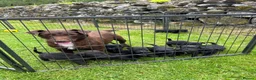Patterdale Terrier dogs for sale: Patterdale Terrier Puppies - Advert 8