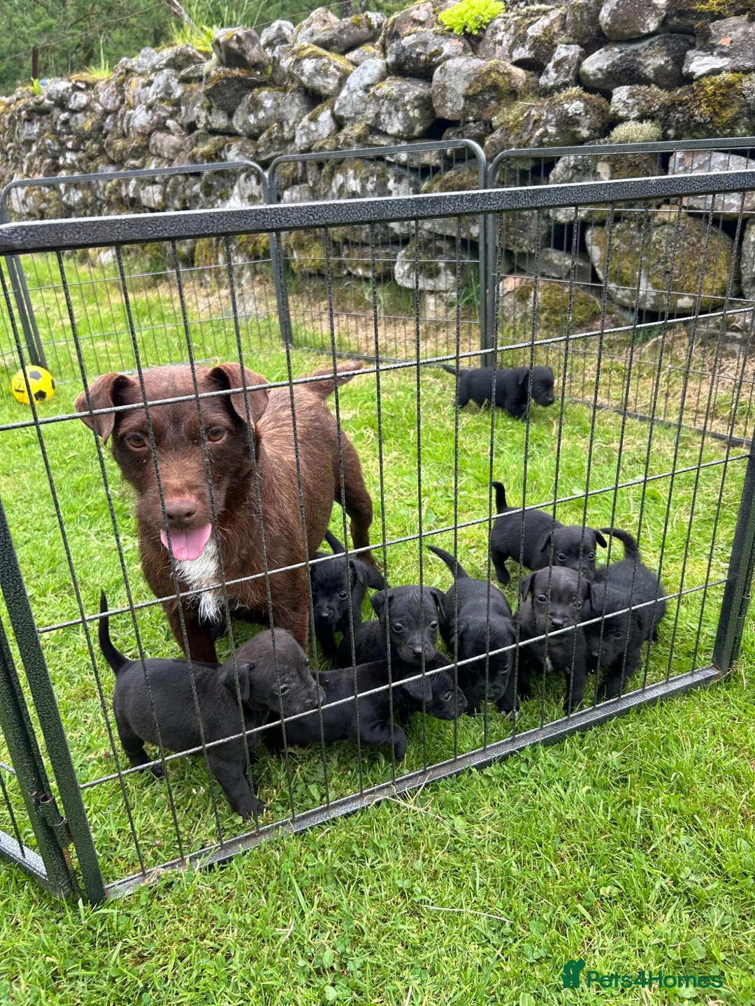 Patterdale Terrier dogs for sale: Patterdale Terrier Puppies - Advert 8