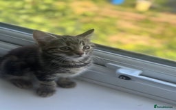 Mixed Breed cats for sale: Selling 3 beautiful kittens which are 7 weeks old  - Image 8