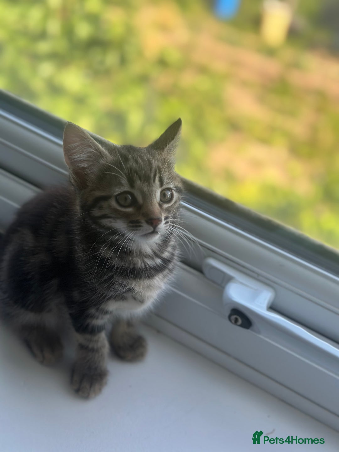 Mixed Breed cats for sale: Selling 3 beautiful kittens which are 7 weeks old  - Image 8
