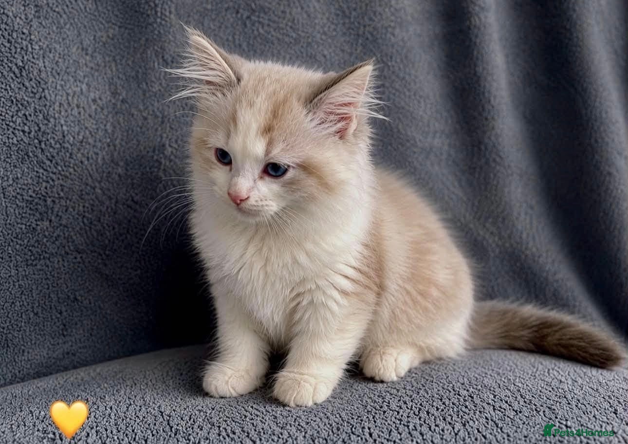 Ragdoll cats Ragdoll breed kittens 💙 - Advert 2