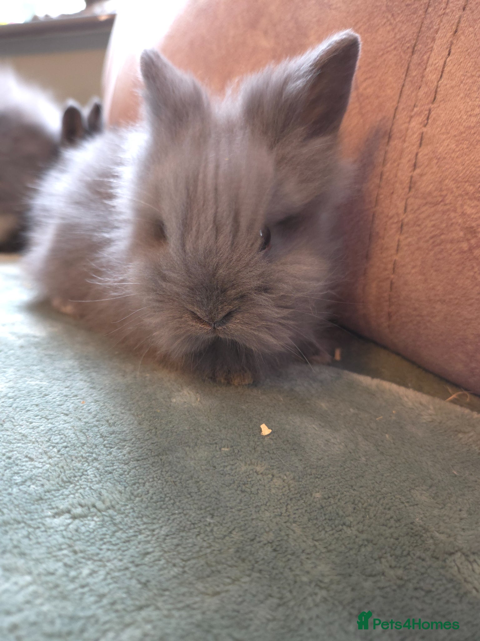 Lionhead rabbits Smokey Blue Grey double main lionhead  - Advert 2