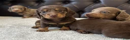 Miniature Dachshund dogs for sale: Dachshund miniature long hair  - Advert 8