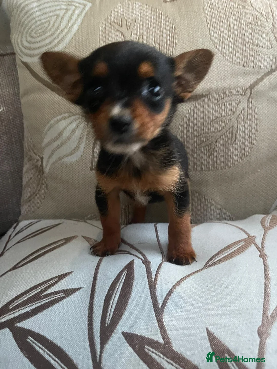Mixed Breed dogs for sale: Girl Chihuahua puppy  - Advert 5