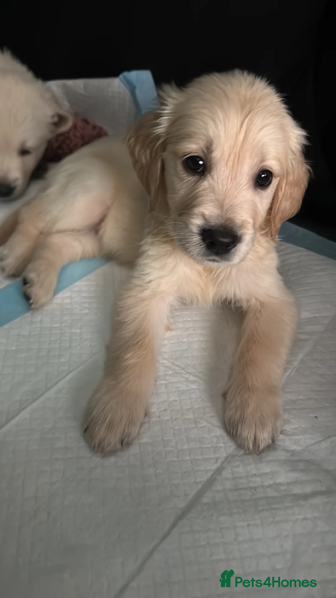 Golden Retriever dogs for sale: KC Champion Line Golden Retriever puppies💗💙 - Advert 22