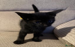 Mixed Breed cats for sale: Beautiful Kittens - Image 10