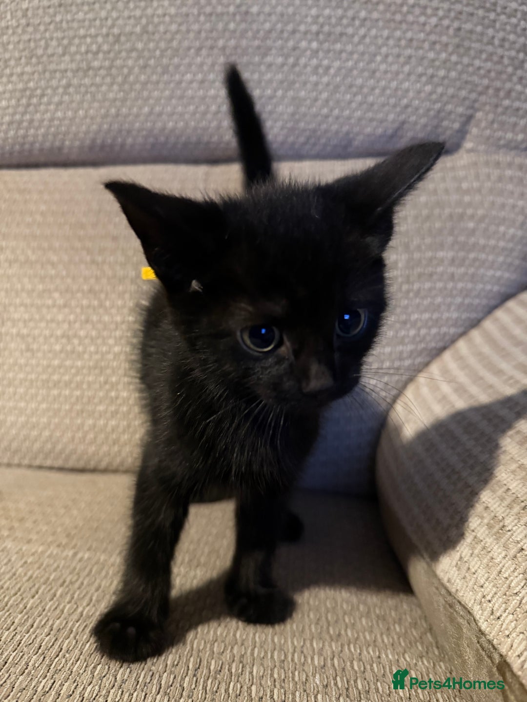 Mixed Breed cats for sale: Beautiful Kittens - Image 10