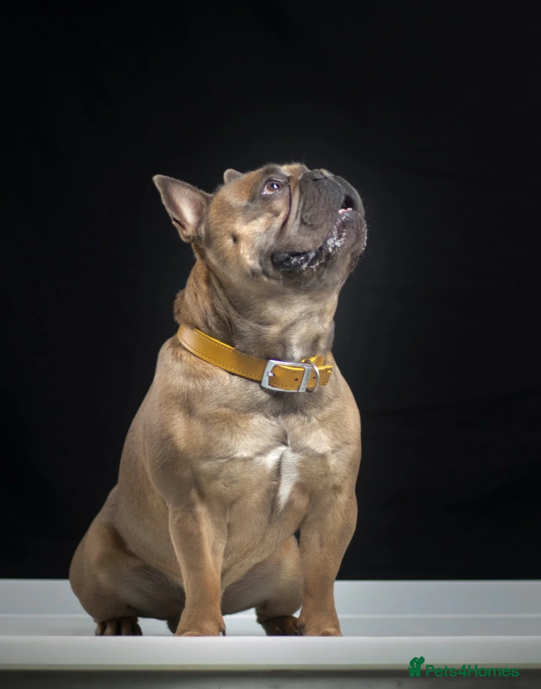 French Bulldog dogs for stud: French Bulldog Stud in Abertillery - Advert 10