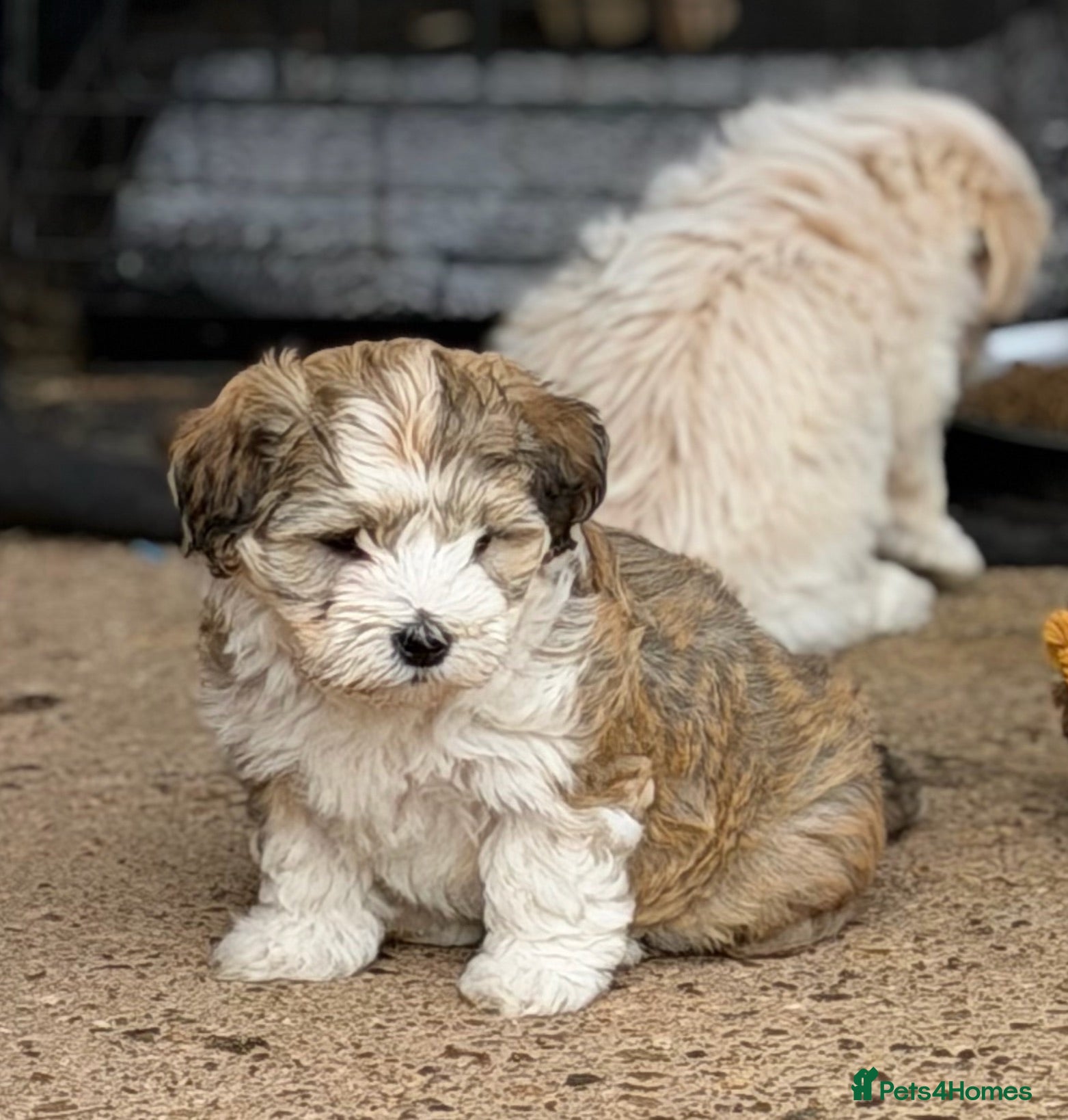 Havanese dogs Pure KC Havanese from 5 star licensed breeder  - Advert 2