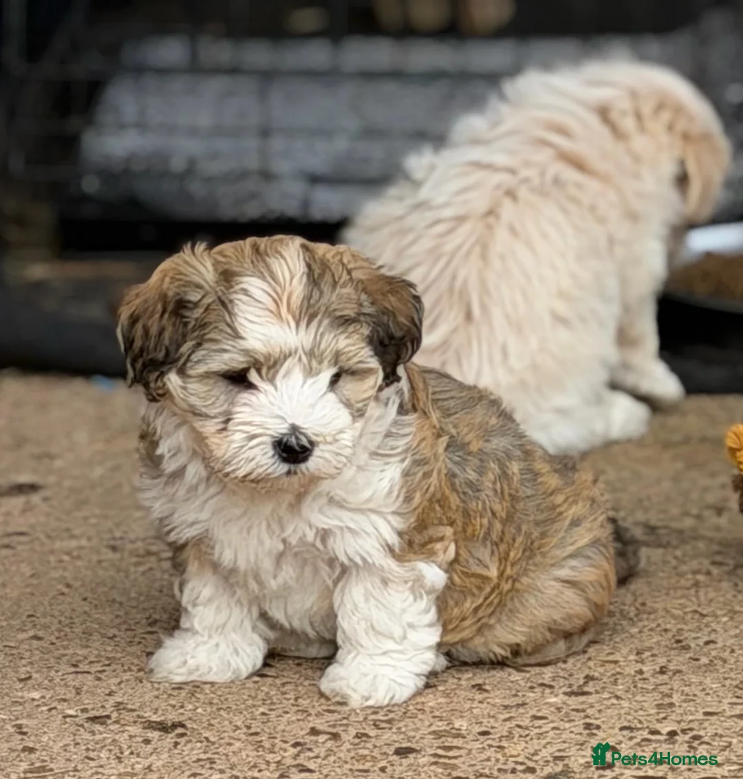 Havanese dogs for sale: Pure KC Havanese from 5 star licensed breeder  - Advert 2