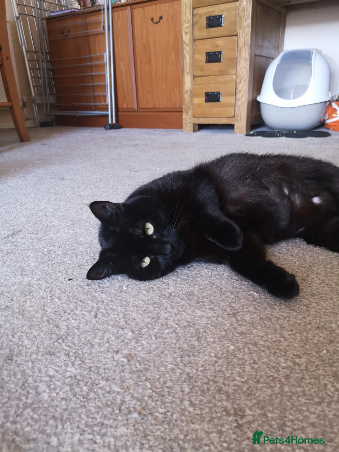 Mixed Breed cats for sale: Bonded pair of female cats - Advert 6