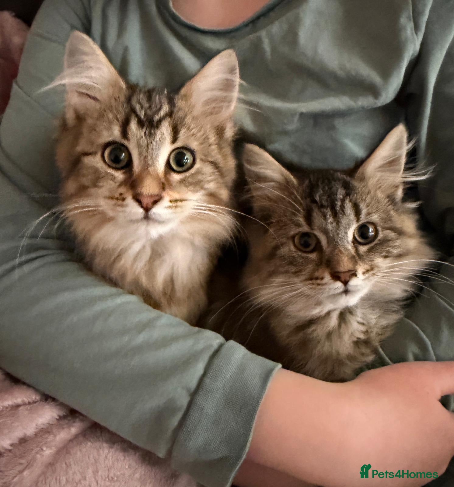 Maine Coon cats Stunning Maine coon x chinchilla kittens  - Advert 1