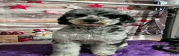Labradoodle dogs for sale: LABRADOODLE & POODLE  - Advert 5