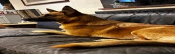 Dobermann dogs for sale: Beautiful litter of European Dobermann X - Advert 19