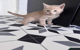 Domestic Shorthair cats for sale: Black kitten boy  - Image 3